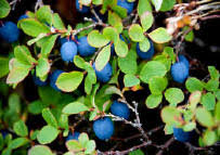 Frutti di mirtillo